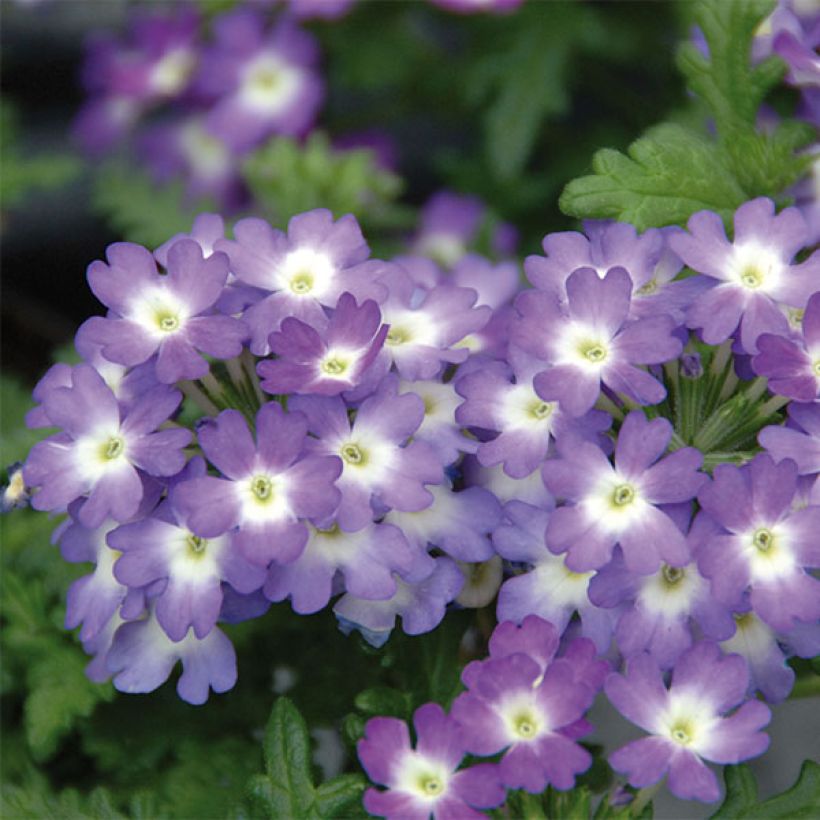 Verbena Lavender White (Floración)