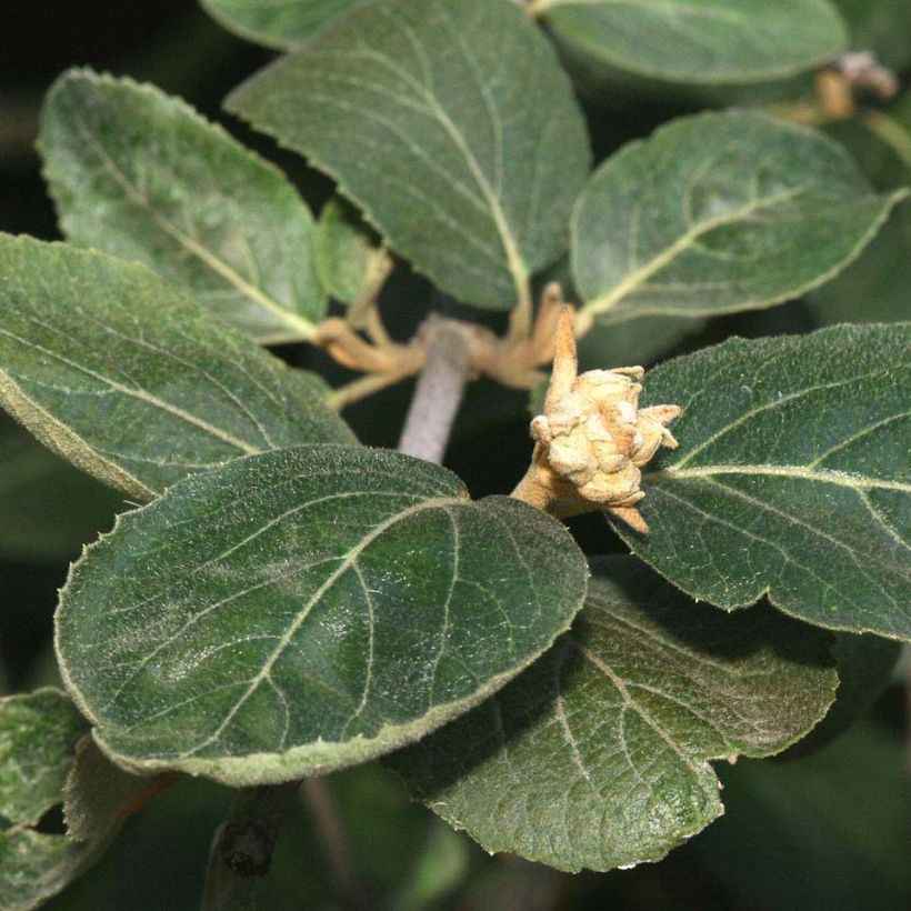 Viburnum carlcephalum - Viburno (Follaje)