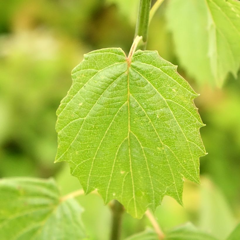 Viburnum dentatum Blue Muffin - Viburno (Follaje)