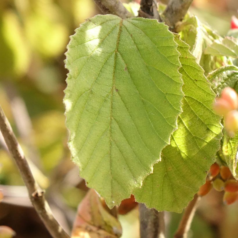 Viburnum dilatatum Michael Dodge - Viburno (Follaje)