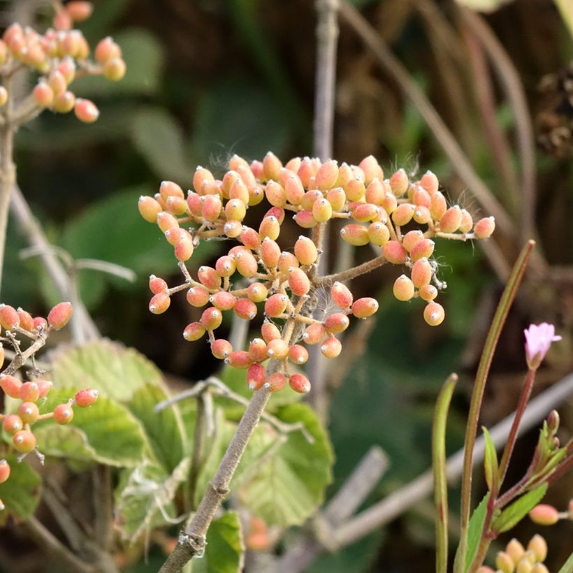 Viburnum dilatatum Michael Dodge - Viburno (Cosecha)