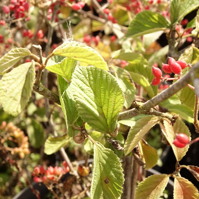 Viburnum dilatatum Sealing Wax - Viburno (Follaje)