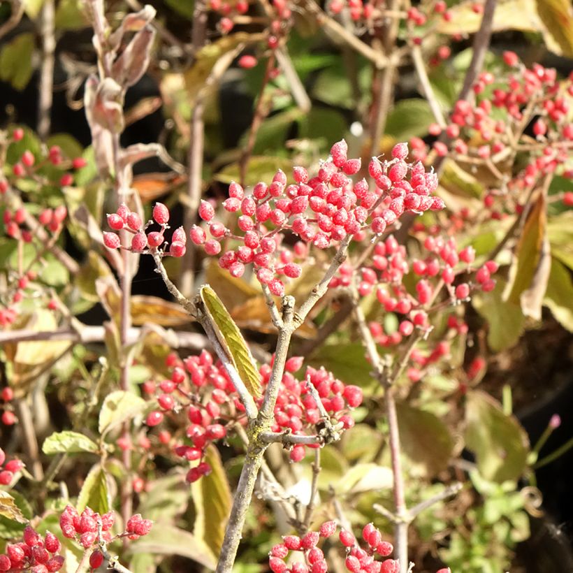 Viburnum dilatatum Sealing Wax - Viburno (Cosecha)