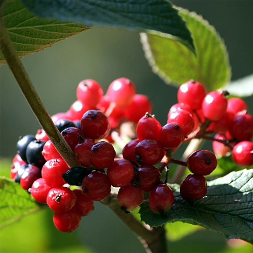 Viburnum lantana - Morrionera (Cosecha)