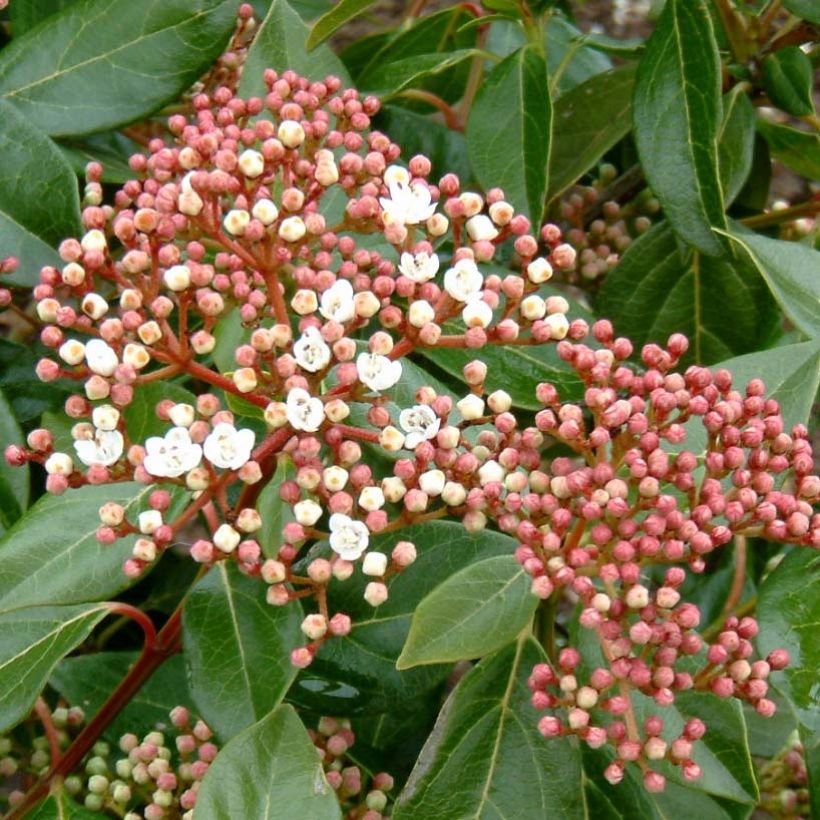 Viburnum lucidum - Viburno (Floración)