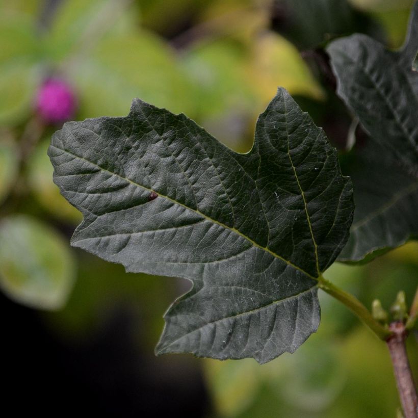 Viburnum opulus Compactum (Follaje)