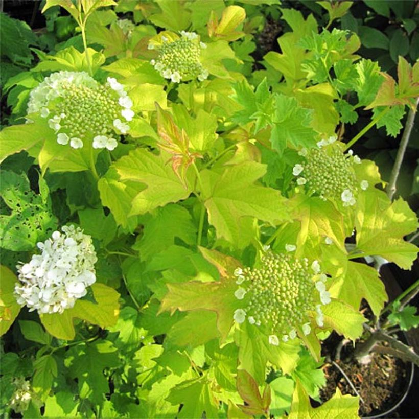 Viburnum opulus Park Harvest (Floración)