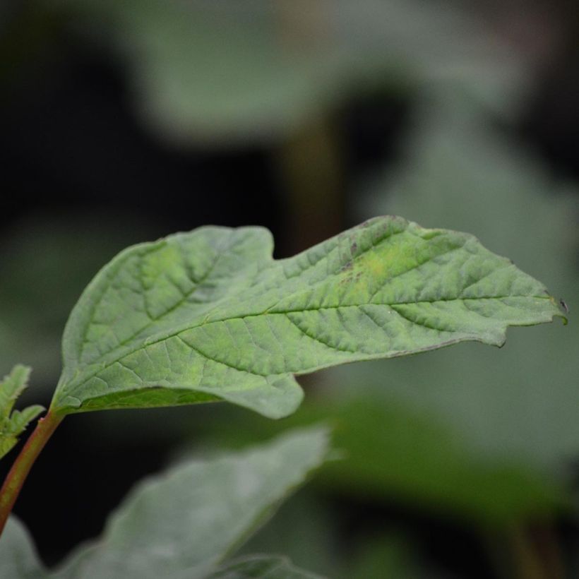 Viburnum opulus Roseum (Follaje)