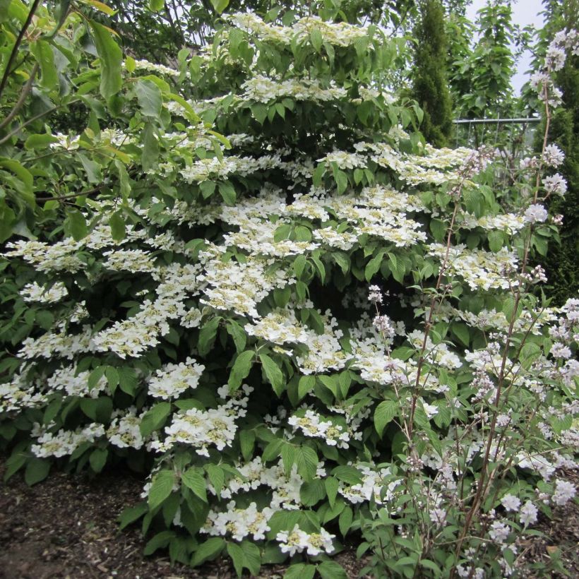 Viburnum plicatum Lanarth - Viburno de China (Porte)