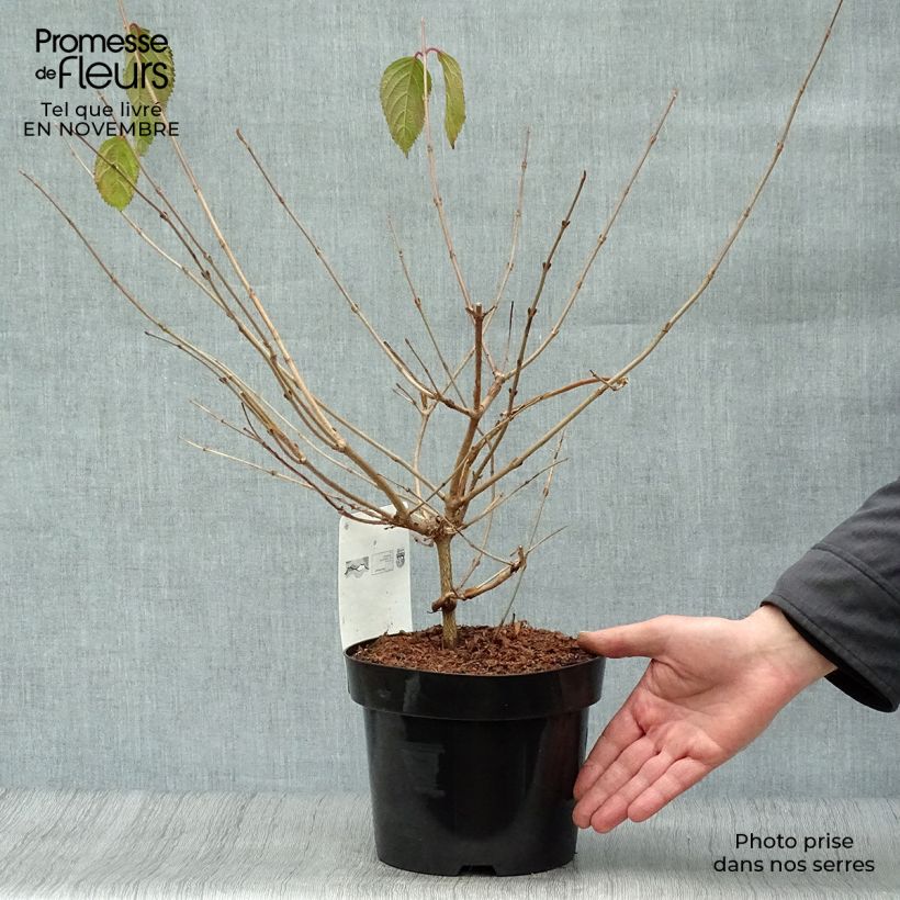 Ejemplar de Viorne de Chine - Viburnum plicatum Mariesii en pot de 3/4L entregado en otoño