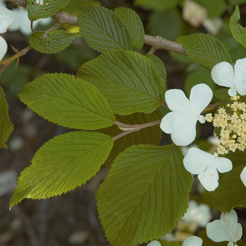 Viburnum plicatum Mariesii - Viburno de China (Follaje)