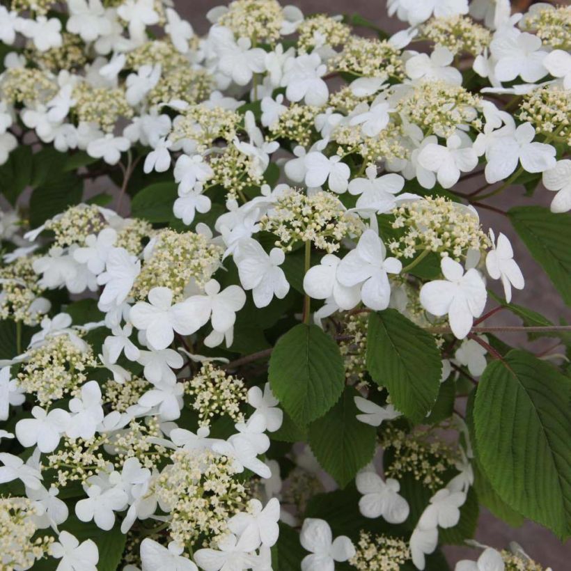 Viburnum plicatum Mariesii - Viburno de China (Floración)