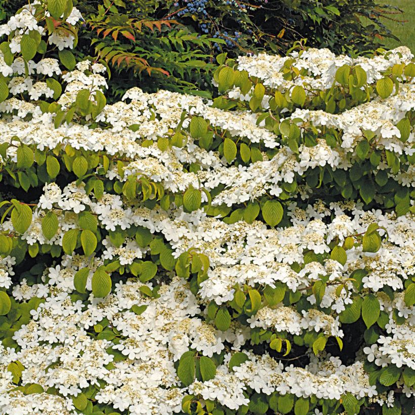 Viburnum plicatum Mariesii Great Star - Viburno de China (Porte)