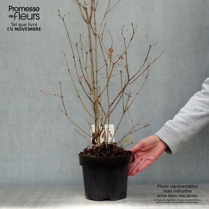 Ejemplar de Viburnum plicatum Watanabe en pot de 3,5L entregado en otoño