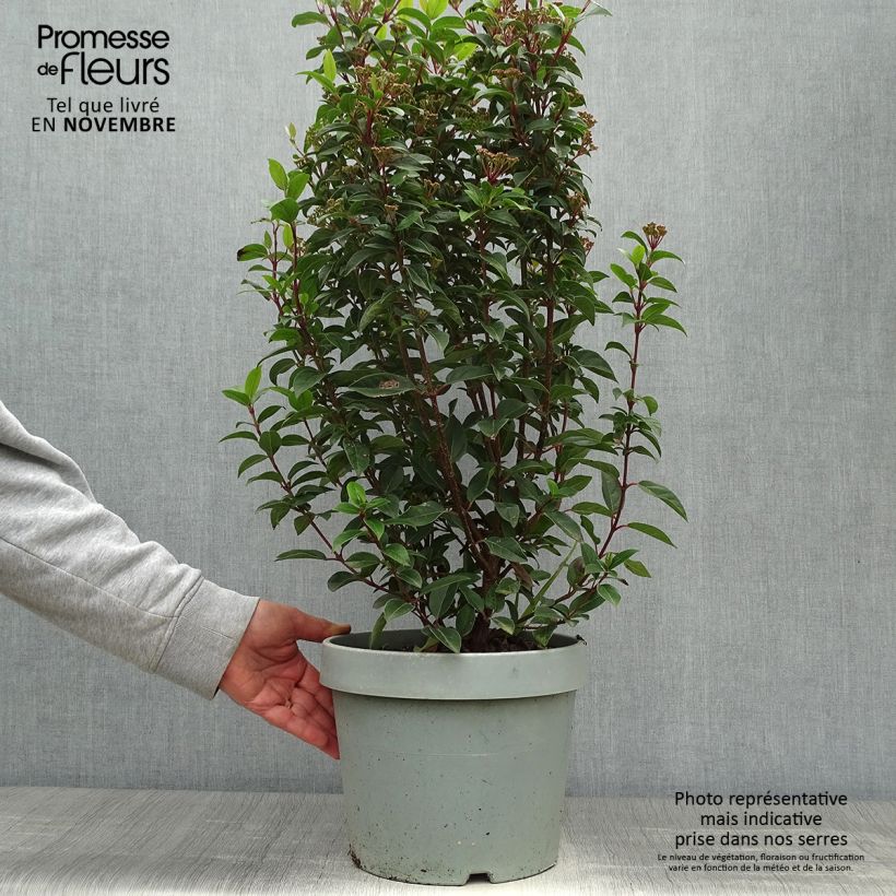 Ejemplar de Viburnum tinus Eve Price - Laurier Tin en pot de 7,5L/10L entregado en otoño