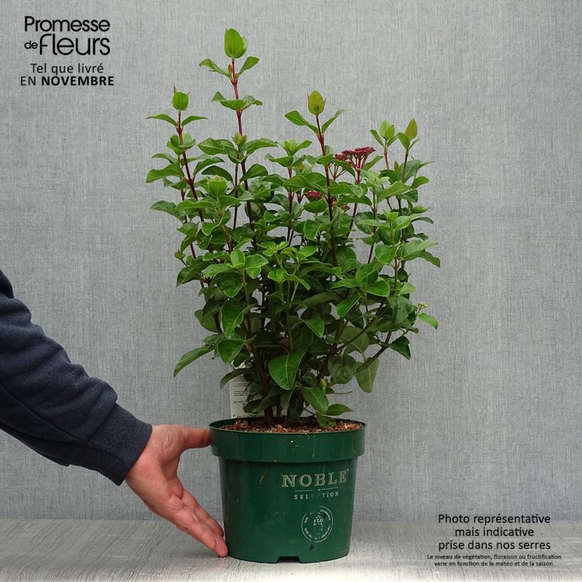 Ejemplar de Viburnum tinus Lisarose - Pot de 3,5L entregado en otoño