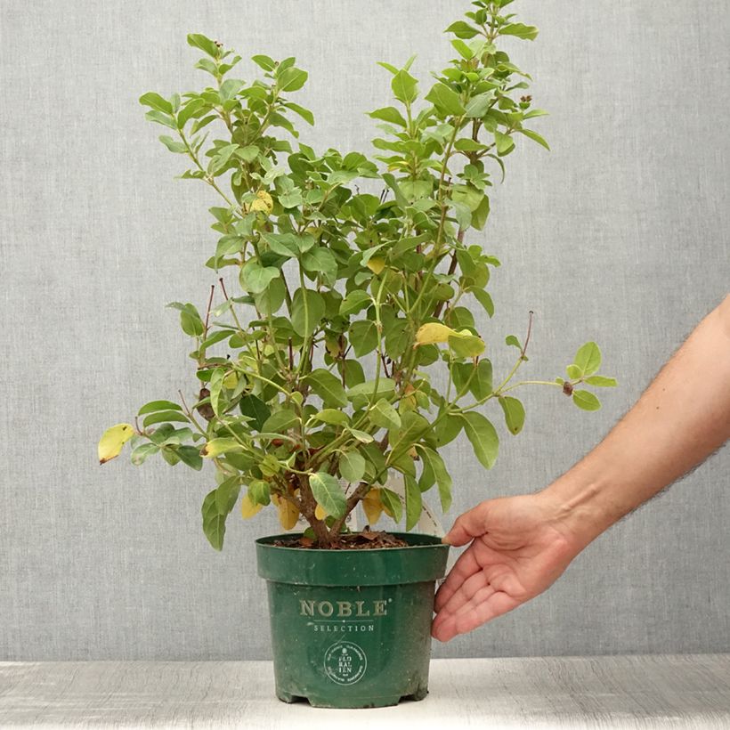 Ejemplar de Viburnum tinus Lisarose - Pot de 3,5L entregado en verano