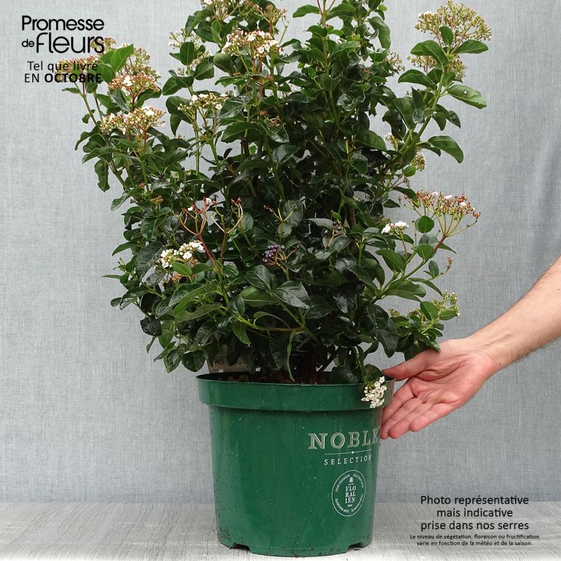 Ejemplar de Viburnum tinus Lisarose - Pot de 7.5L/10L entregado en otoño