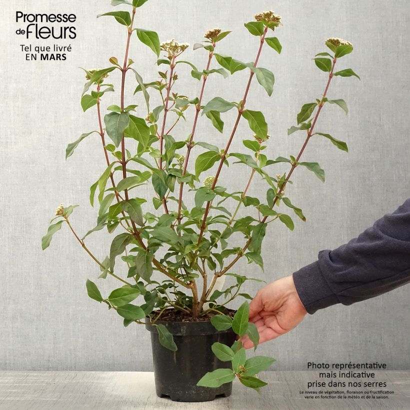 Viburnum tinus Purpureum - Durillo Maceta 2L/3LAltura de entrega aprox. 40+cm Ejemplar entregado en la primavera