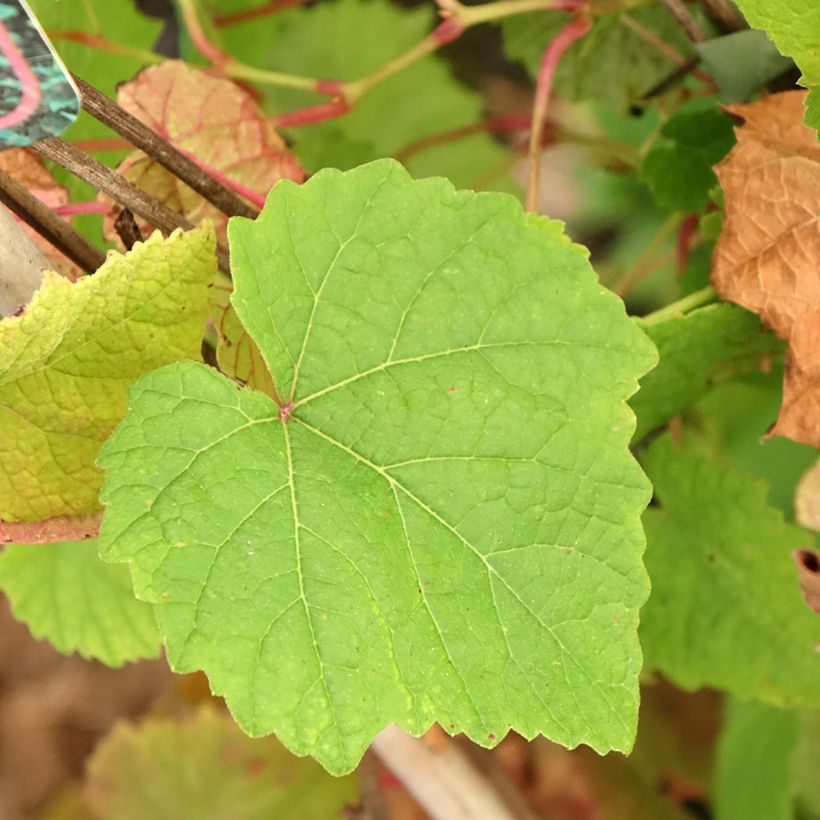 Vid - Vitis amurensis (Follaje)