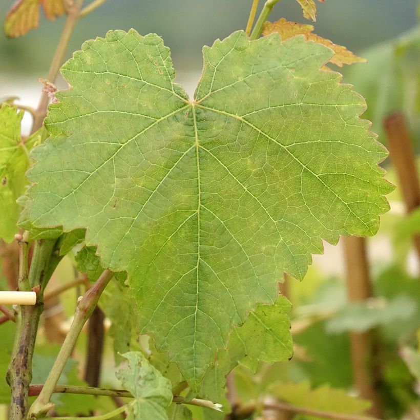 Vid Chasselas doré (Follaje)