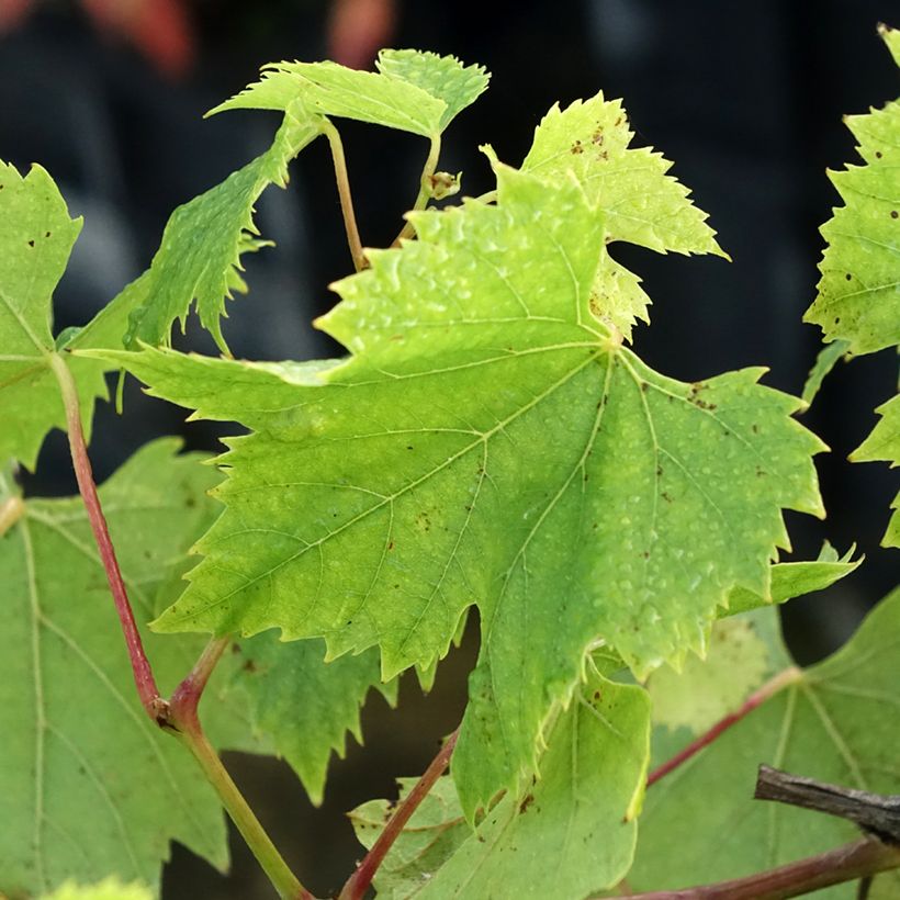 Vid Chasselas De Fontainebleau (Follaje)