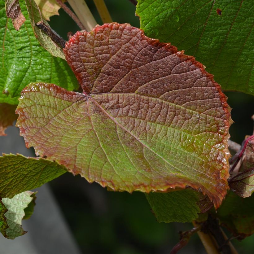 Vitis coignetiae - Viña ornamental (Follaje)