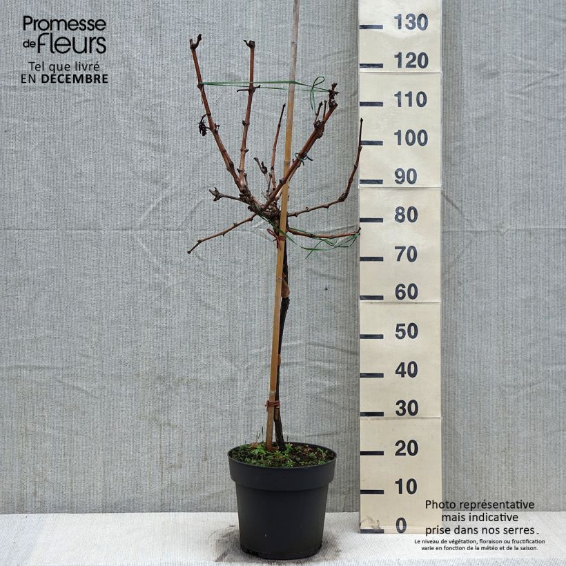 Vigne de table Picurka - Vitis vinifera - Pot de 7,5L/10L Ejemplar entregado en invierno