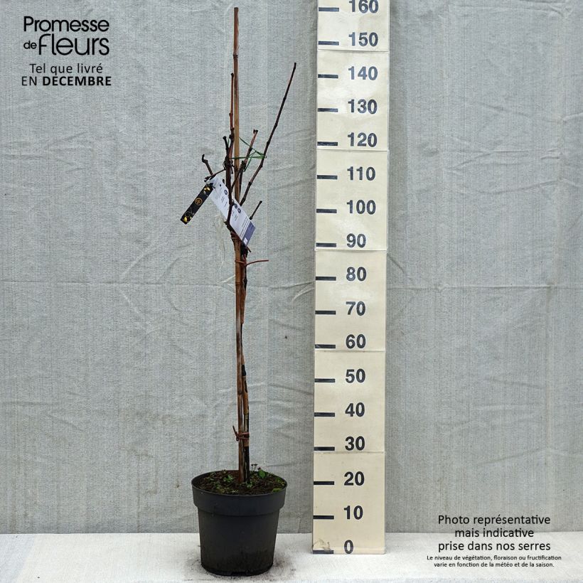 Vigne de table Rhea - Vitis vinifera - Pot de 7,5L/10L Ejemplar entregado en invierno