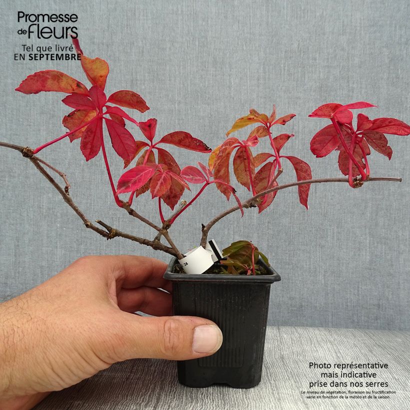 Ejemplar de Vigne vierge de Henry - Parthenocissus henryana en godet de 9cm entregado en otoño