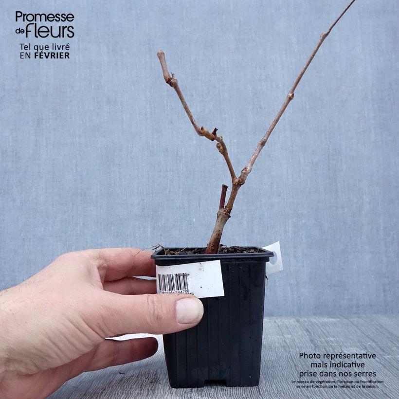 Parthenocissus quinquefolia Kirigami - Parra virgen Ejemplar entregado en invierno