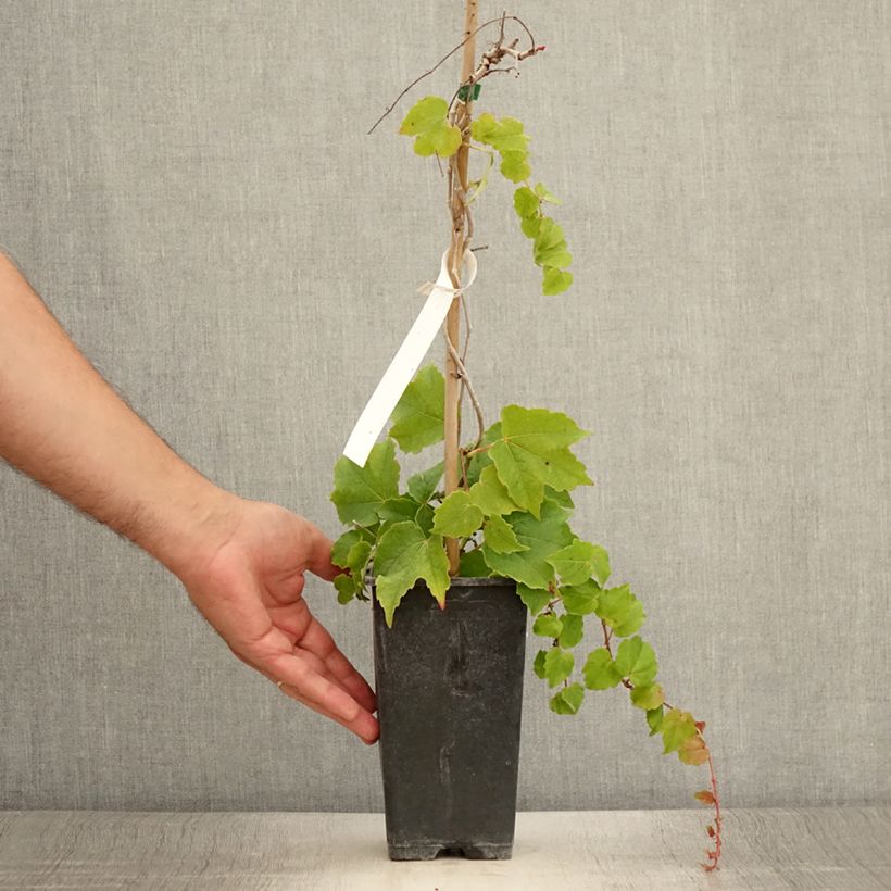 Ejemplar de Parthenocissus tricuspidata Veitchii Robusta - Parra virgen Maceta 1,5L/2LAltura de entrega aprox. 30/40cm entregado en verano