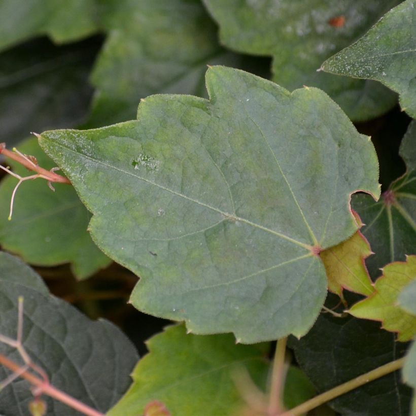 Parthenocissus tricuspidata Veitchii - Parra virgen (Follaje)