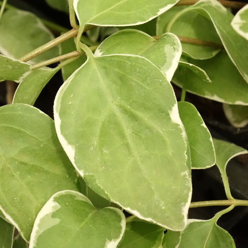 Vinca major Variegata - Hierba doncella (Follaje)