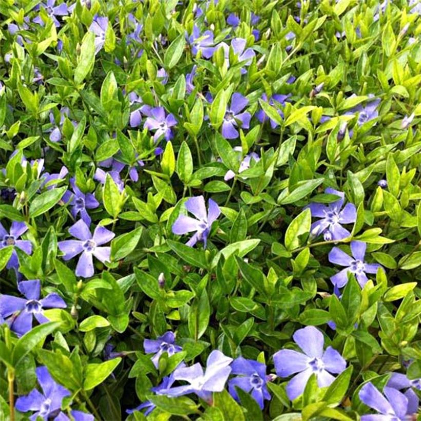 Vinca minor Josefine (Floración)