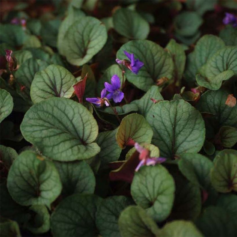 Viola walteri Silver Gem - Violeta (Floración)