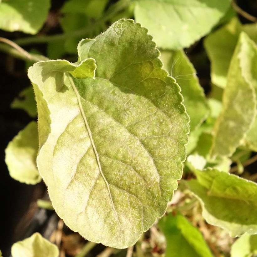 Viola odorata Königin Charlotte - Violeta (Follaje)