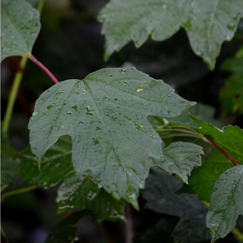 Viburnum opulus - Bola de nieve (Follaje)