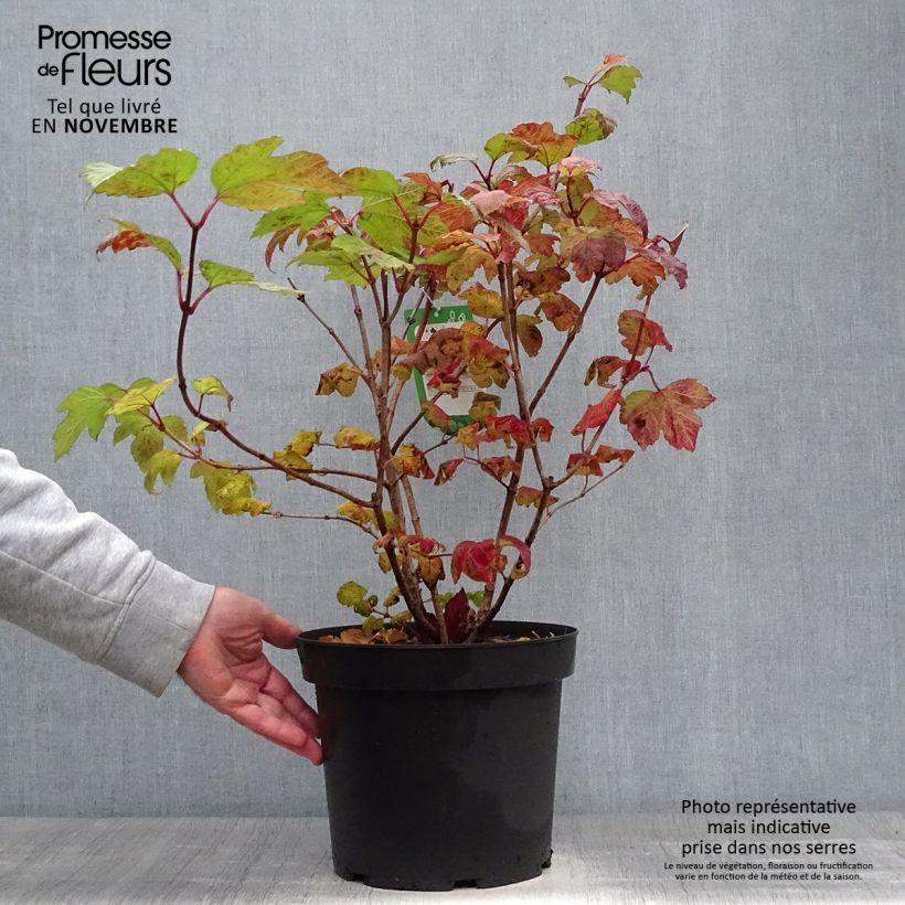 Ejemplar de Viorne boule de Neige - Viburnum opulus Roseum en pot de 7,5L/10L entregado en otoño