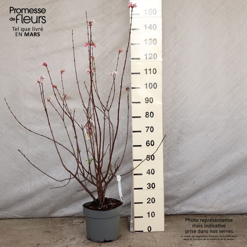 Viorne d'hiver - Viburnum bodnantense Dawn en pot de 7.5L/10L Ejemplar entregado en la primavera