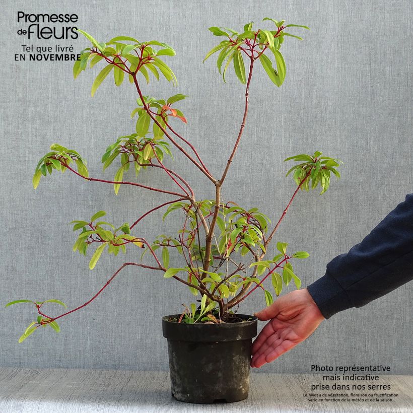 Ejemplar de Viorne de David - Viburnum davidii Angustifolium Pot de 3L/4L entregado en otoño