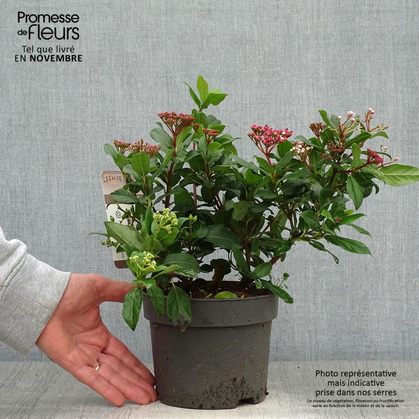 Ejemplar de Viorne, Laurier tin - Viburnum tinus Gwenlian Pot de 2L/3L entregado en otoño