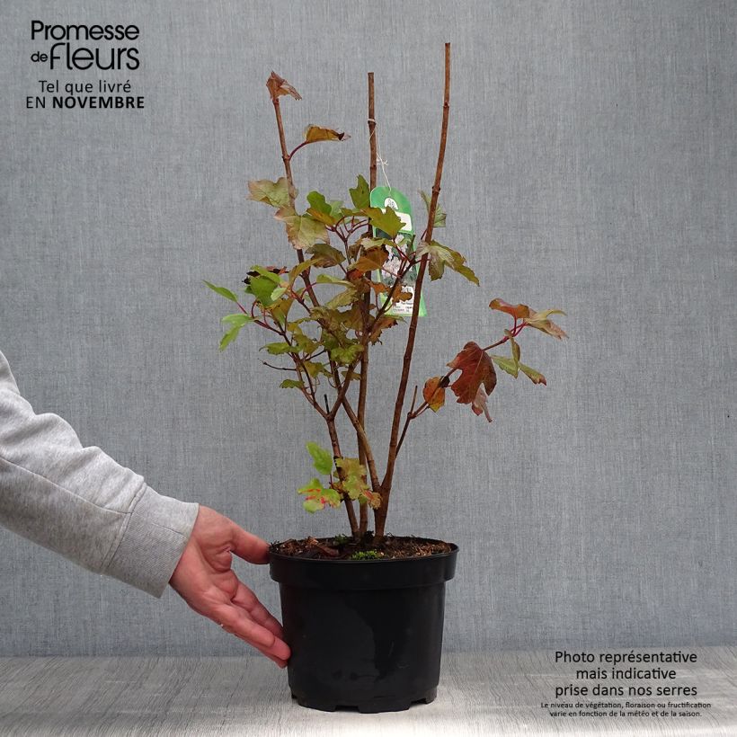 Ejemplar de Viorne obier - Viburnum opulus en pot de 2/3L entregado en otoño