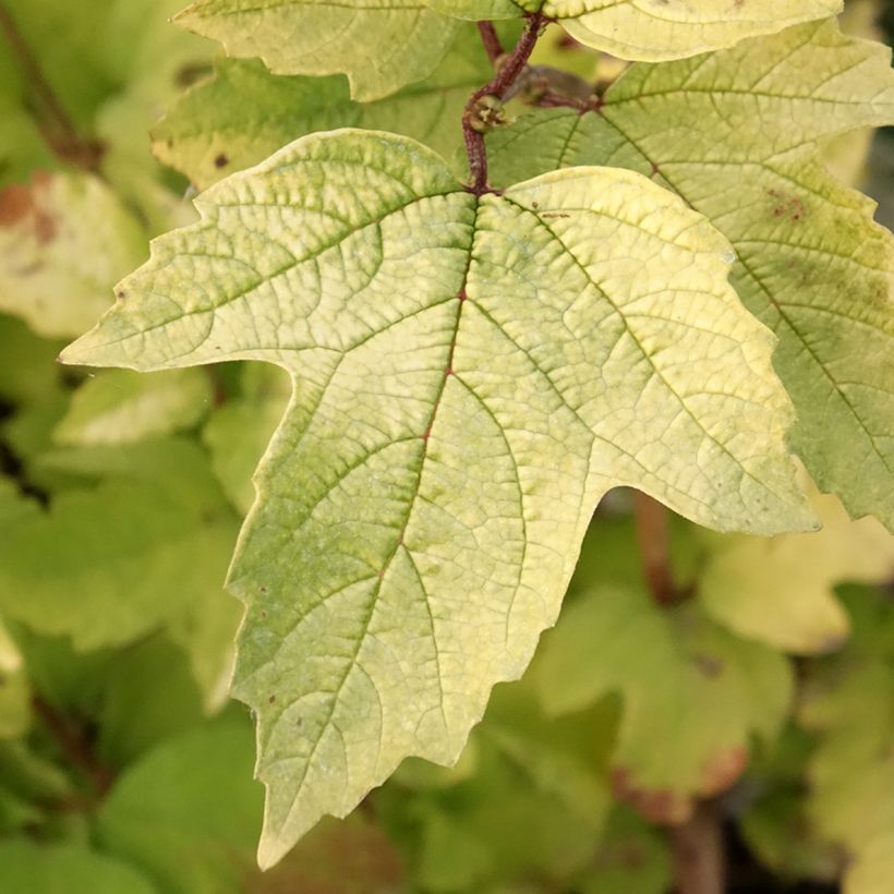 Viburnum opulus Oh Canada (Follaje)