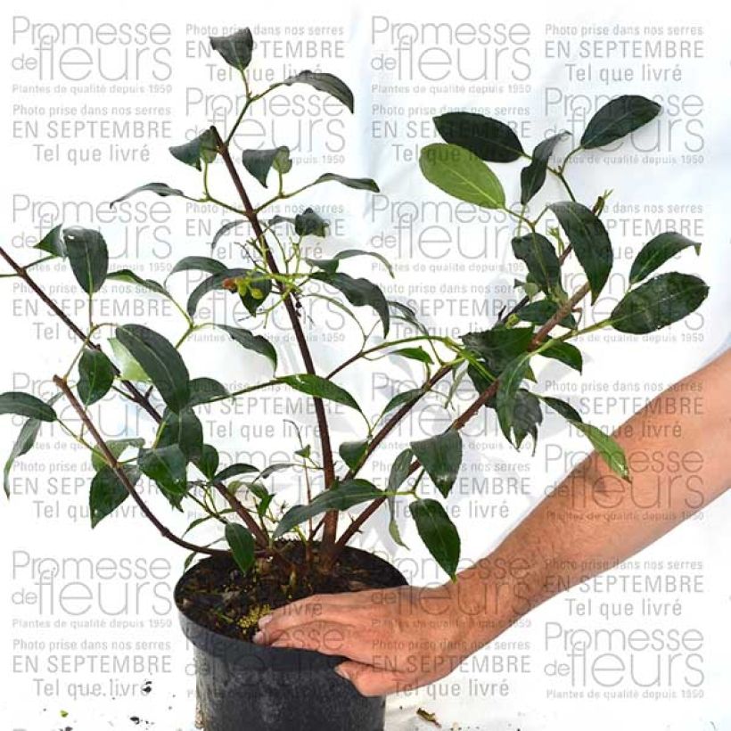 Ejemplo de ejemplar de Viorne ou Viburnum Le Bois Marquis en pot de 10L tal y como se entrega