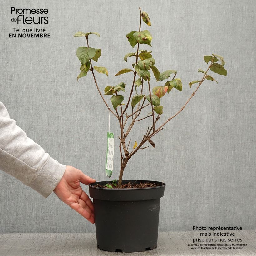 Ejemplar de Viorne - Viburnum carlesii Aurora en pot de 3/4L entregado en otoño