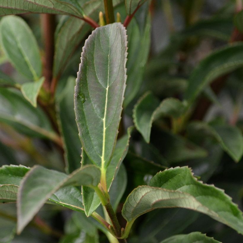 Viburnum hillieri Winton - Viburno (Follaje)