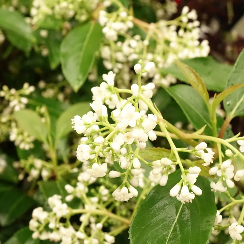 Viburnum hillieri Winton - Viburno (Floración)