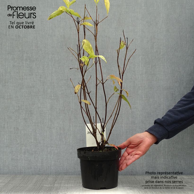 Ejemplar de Viorne - Viburnum nudum Pink Beauty Pot de 3L/4L entregado en otoño