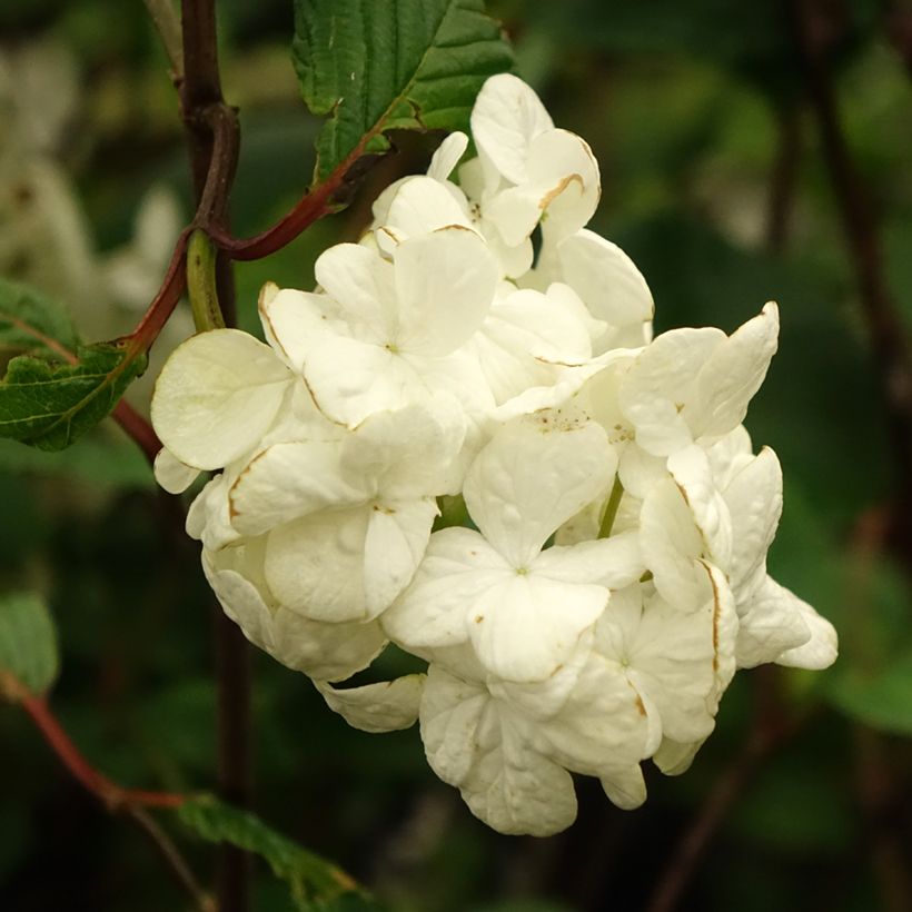 Viburnum plicatum Grandiflorum Noble - Viburno de China (Floración)